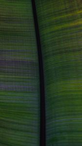 Preview wallpaper leaf, veins, stripes, macro, green