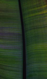 Preview wallpaper leaf, veins, stripes, macro, green
