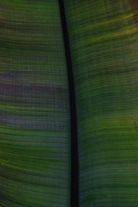 Preview wallpaper leaf, veins, stripes, macro, green