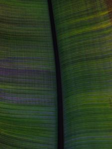 Preview wallpaper leaf, veins, stripes, macro, green