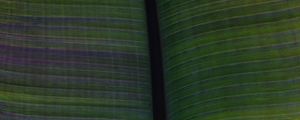 Preview wallpaper leaf, veins, stripes, macro, green