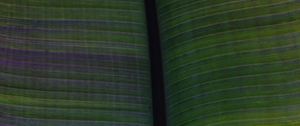 Preview wallpaper leaf, veins, stripes, macro, green