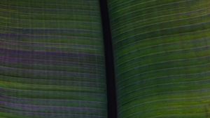 Preview wallpaper leaf, veins, stripes, macro, green
