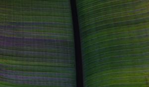 Preview wallpaper leaf, veins, stripes, macro, green
