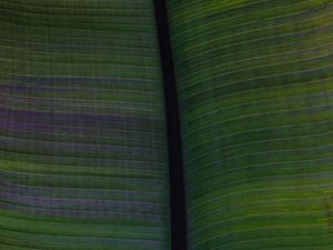 Preview wallpaper leaf, veins, stripes, macro, green