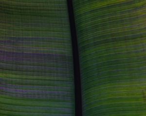 Preview wallpaper leaf, veins, stripes, macro, green