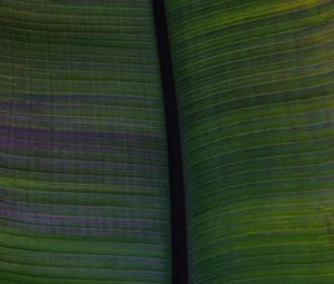 Preview wallpaper leaf, veins, stripes, macro, green