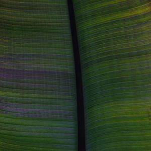 Preview wallpaper leaf, veins, stripes, macro, green