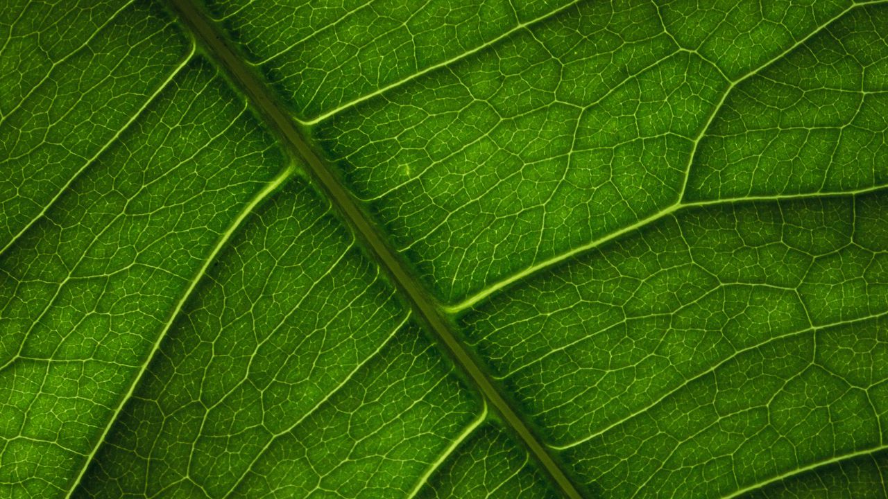 Wallpaper leaf, veins, surface, macro, green