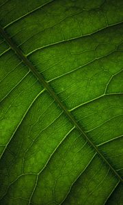 Preview wallpaper leaf, veins, surface, macro, green