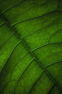 Preview wallpaper leaf, veins, surface, macro, green