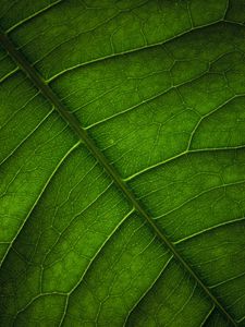 Preview wallpaper leaf, veins, surface, macro, green
