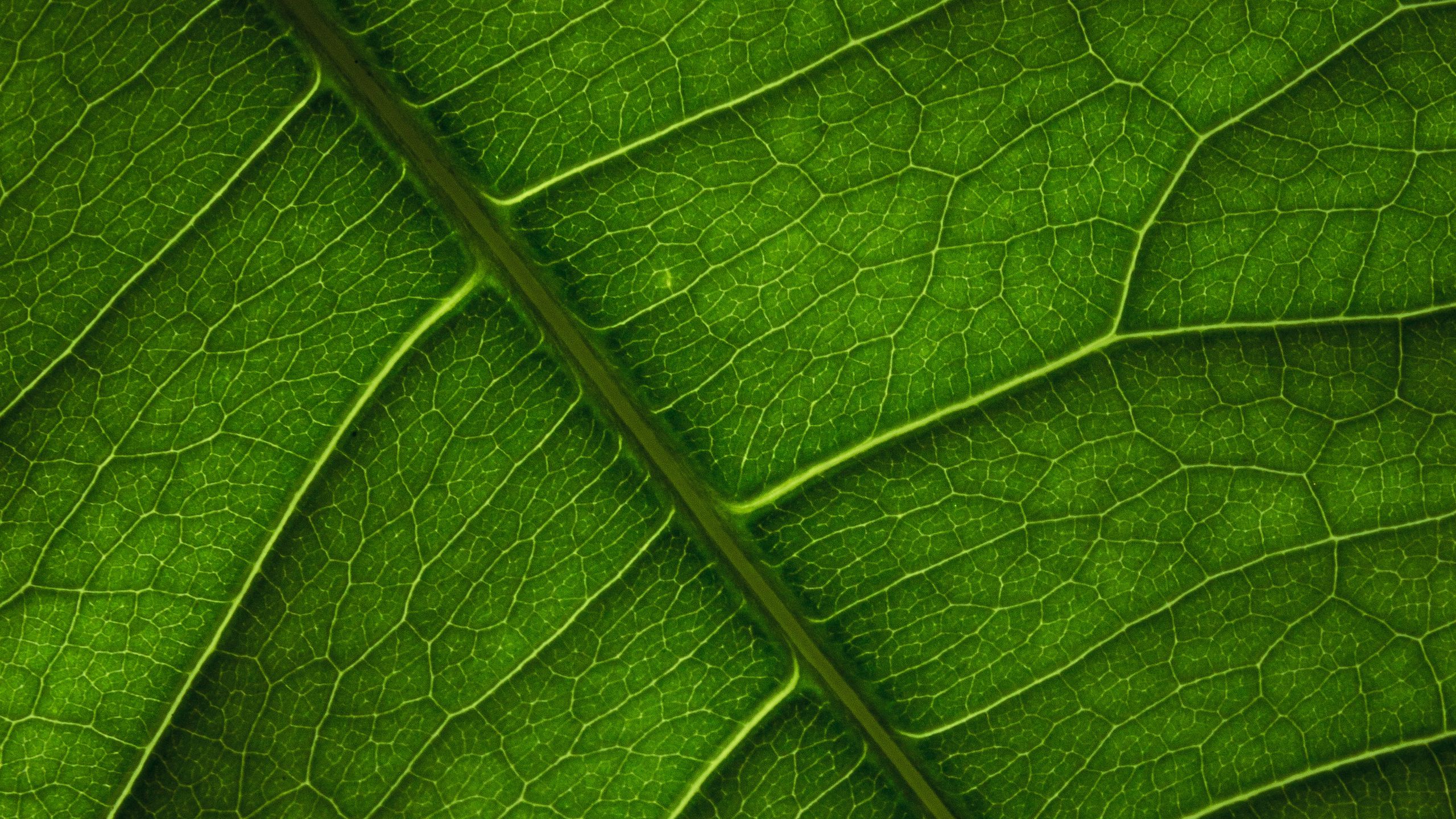 Download wallpaper 2560x1440 leaf, veins, surface, macro, green ...