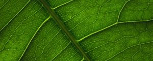 Preview wallpaper leaf, veins, surface, macro, green