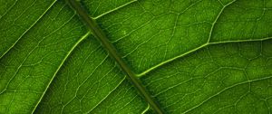 Preview wallpaper leaf, veins, surface, macro, green