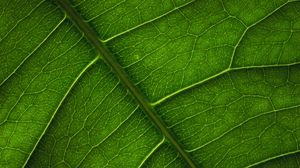 Preview wallpaper leaf, veins, surface, macro, green