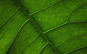 Preview wallpaper leaf, veins, surface, macro, green