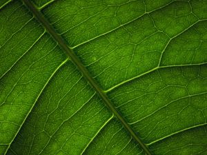 Preview wallpaper leaf, veins, surface, macro, green