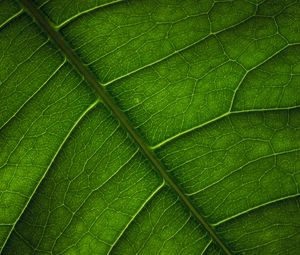 Preview wallpaper leaf, veins, surface, macro, green