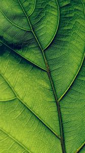 Preview wallpaper leaf, veins, surface, green, macro