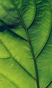 Preview wallpaper leaf, veins, surface, green, macro