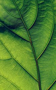 Preview wallpaper leaf, veins, surface, green, macro