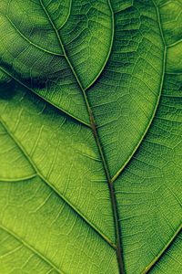 Preview wallpaper leaf, veins, surface, green, macro