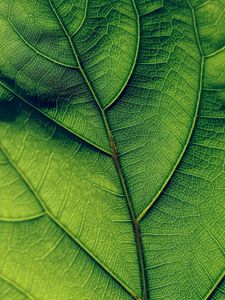 Preview wallpaper leaf, veins, surface, green, macro