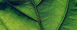 Preview wallpaper leaf, veins, surface, green, macro