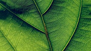 Preview wallpaper leaf, veins, surface, green, macro