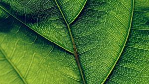 Preview wallpaper leaf, veins, surface, green, macro