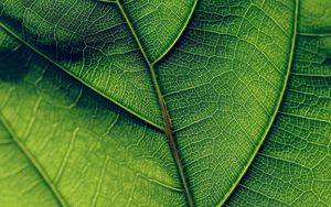 Preview wallpaper leaf, veins, surface, green, macro