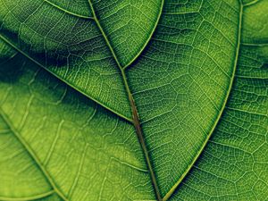 Preview wallpaper leaf, veins, surface, green, macro