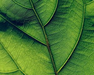 Preview wallpaper leaf, veins, surface, green, macro