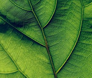 Preview wallpaper leaf, veins, surface, green, macro