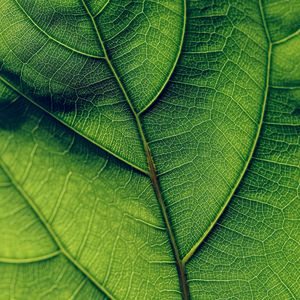 Preview wallpaper leaf, veins, surface, green, macro