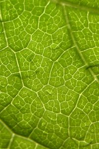 Preview wallpaper leaf, veins, surface