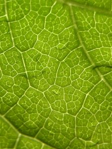 Preview wallpaper leaf, veins, surface