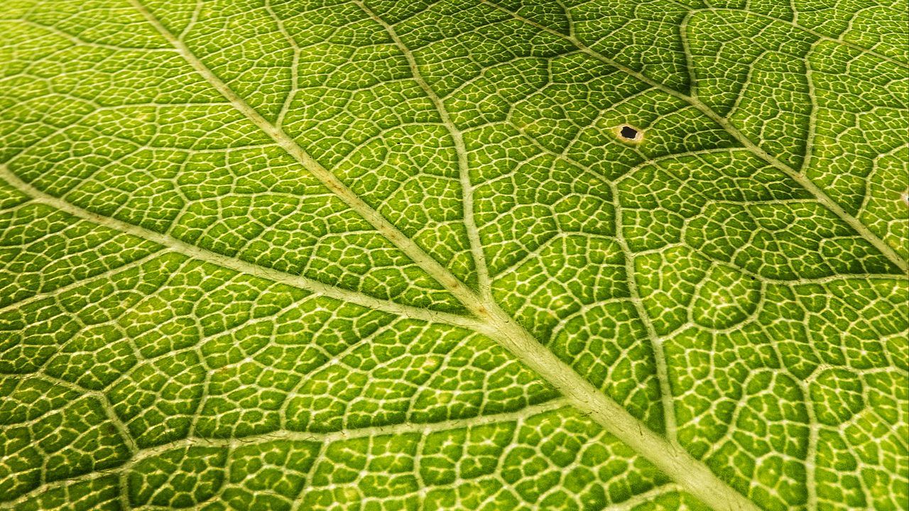 Wallpaper leaf, veins, surface, relief, macro, green