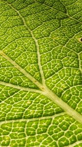 Preview wallpaper leaf, veins, surface, relief, macro, green