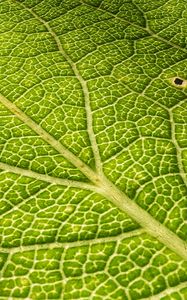 Preview wallpaper leaf, veins, surface, relief, macro, green