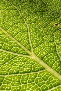 Preview wallpaper leaf, veins, surface, relief, macro, green