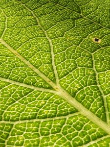 Preview wallpaper leaf, veins, surface, relief, macro, green