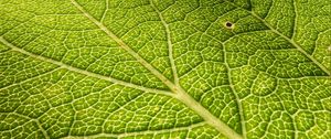 Preview wallpaper leaf, veins, surface, relief, macro, green