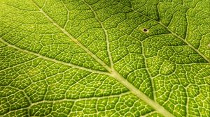 Preview wallpaper leaf, veins, surface, relief, macro, green