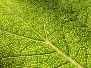 Preview wallpaper leaf, veins, surface, relief, macro, green