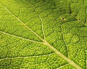 Preview wallpaper leaf, veins, surface, relief, macro, green