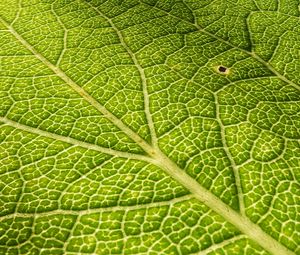 Preview wallpaper leaf, veins, surface, relief, macro, green