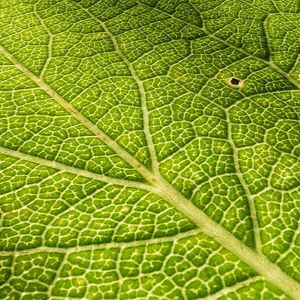 Preview wallpaper leaf, veins, surface, relief, macro, green