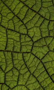 Preview wallpaper leaf, veins, texture, macro, closeup